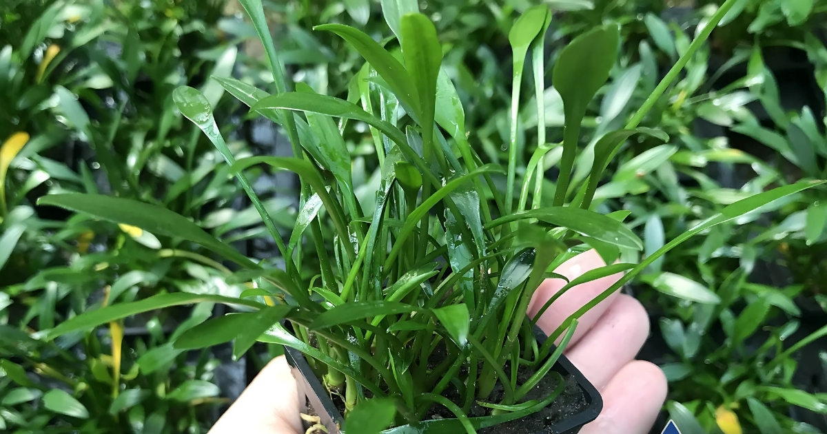 Màu sắc của cây tiêu thảo mũi tên