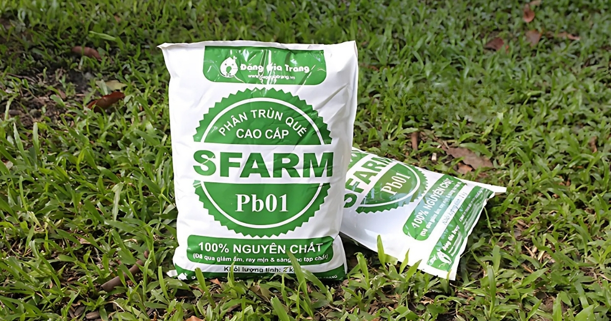 Trộn phân trùn quế vào lớp nền để giúp cây phát triển đều