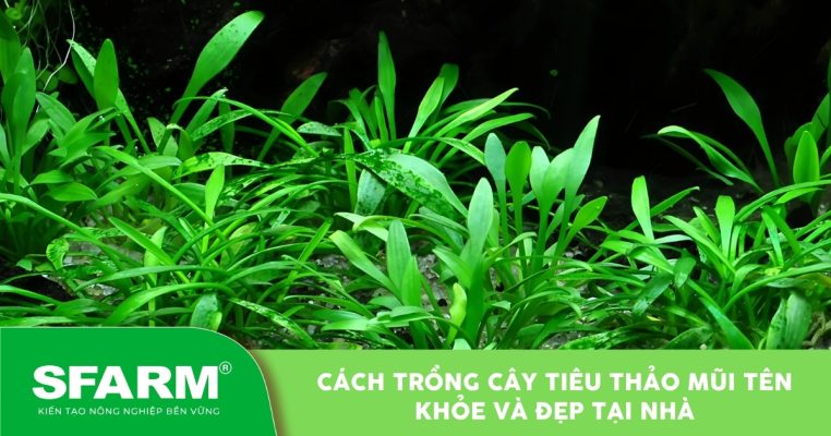 Cây tiêu thảo mũi tên xanh tốt trong môi trường thủy sinh.