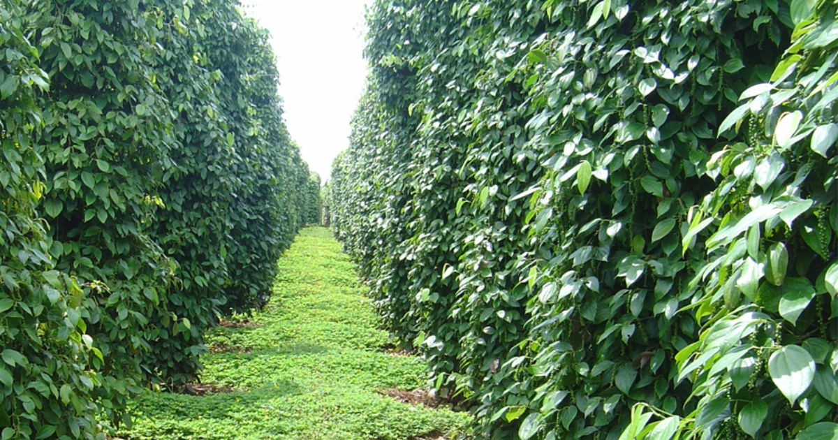 Cây trồng làm trụ tiêu phù hợp với điều kiện canh tác