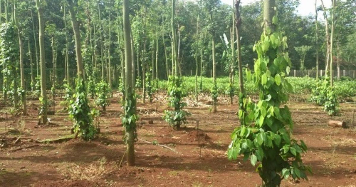 Các tiêu chí chọn cây trồng làm trụ tiêu