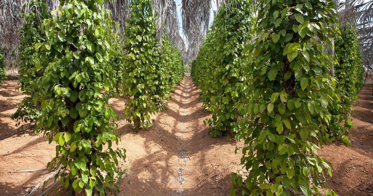 Cách trồng và chăm sóc cây làm trụ tiêu