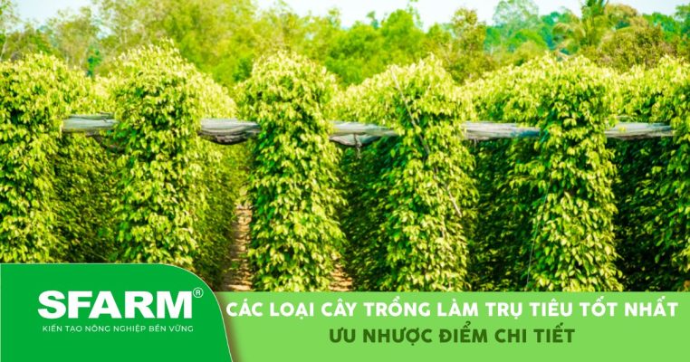 Các loại cây trồng làm trụ tiêu: ưu - nhược điểm