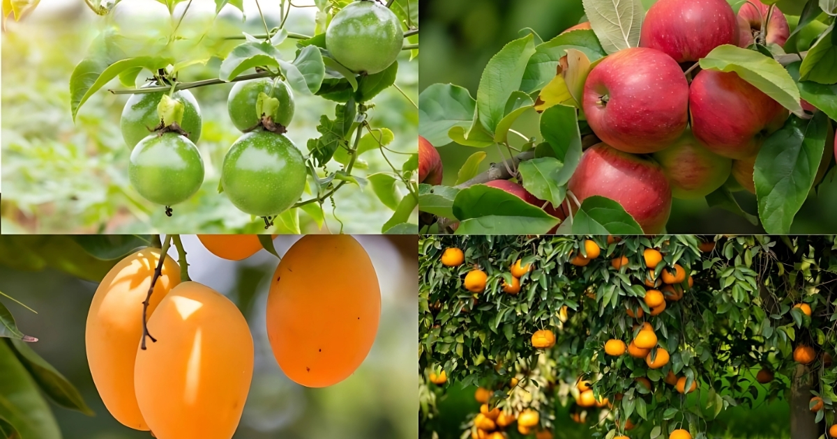 Các loại cây ăn quả