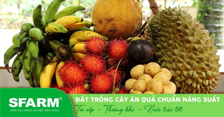 ất trồng cây ăn quả chuẩn giúp cây phát triển khỏe, cho năng suất cao và trái ngọt quanh năm.