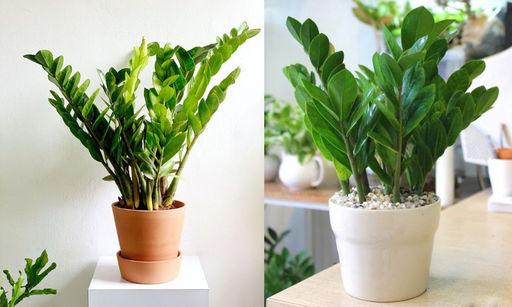 Đặt cây kim tiền nơi có ánh sáng nhẹ
