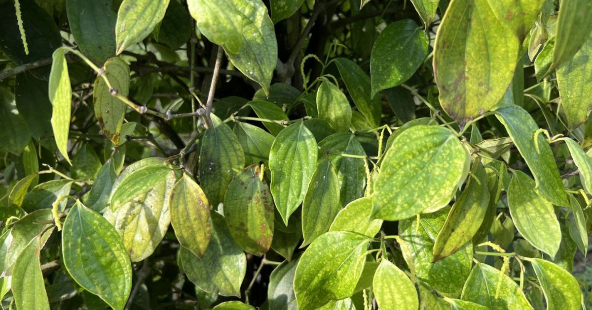 Bệnh đốm lá trên cây hồ tiêu gây ảnh hưởng đến chất lượng cây trồng
