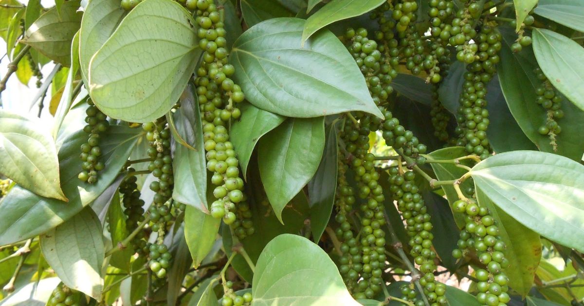 Phòng ngừa bệnh đốm lá trên cây hồ tiêu để đảm bảo năng suất