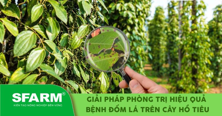 Giải pháp phòng trị hiệu quả bệnh đốm lá trên cây hồ tiêu