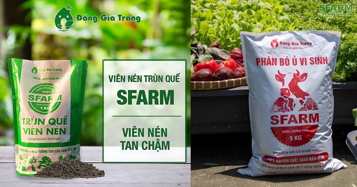 Dùng phân trùn quế viên nén hoặc phân bò để tăng cường vi sinh vật