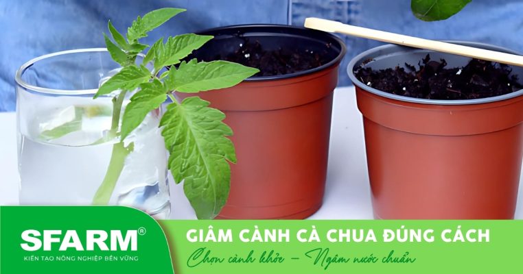 Cắt cành khỏe, giâm thẳng vào đất giúp nhanh ra rễ.