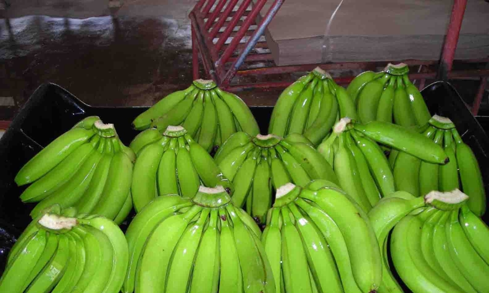 Chuối laba