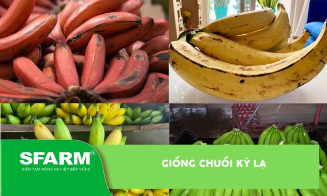 Giống chuối kỳ lạ