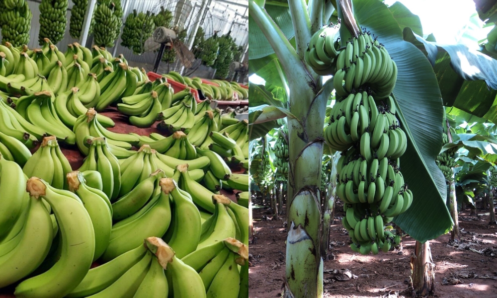 Chuối laba và tiêu hồng