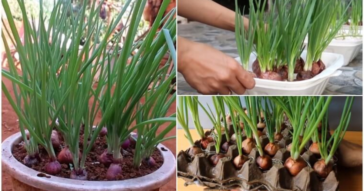 Nhiều chậu hành tái sinh giúp tự cung rau sạch tại nhà Nhiều chậu hành tái sinh giúp tự cung rau sạch tại nhà
