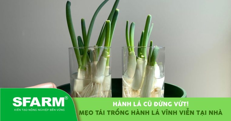 Hướng dẫn tái trồng hành lá từ gốc tại nhà