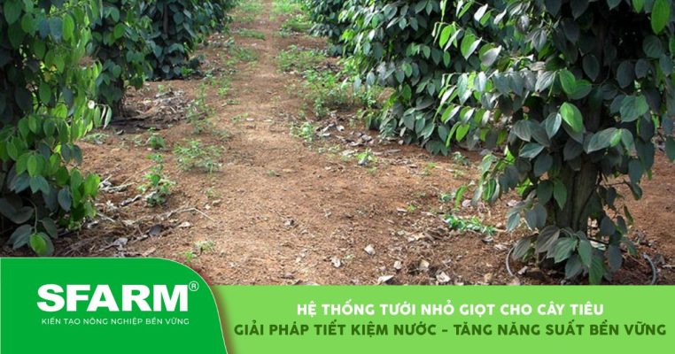 Hệ thống tưới nhỏ giọt cho cây tiêu