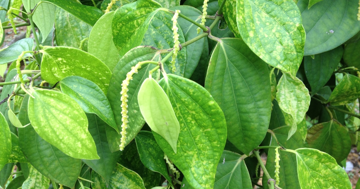 Hồ tiêu bị xoăn lá và cách xử lý hiệu quả