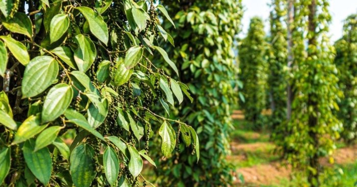 Giải pháp phòng bệnh xoăn lá cho cây hồ tiêu