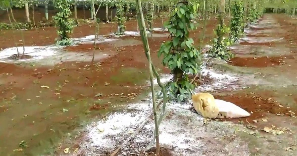 Bón vôi giúp cải tạo đất và điều chỉnh pH Bón vôi giúp cải tạo đất và điều chỉnh pH