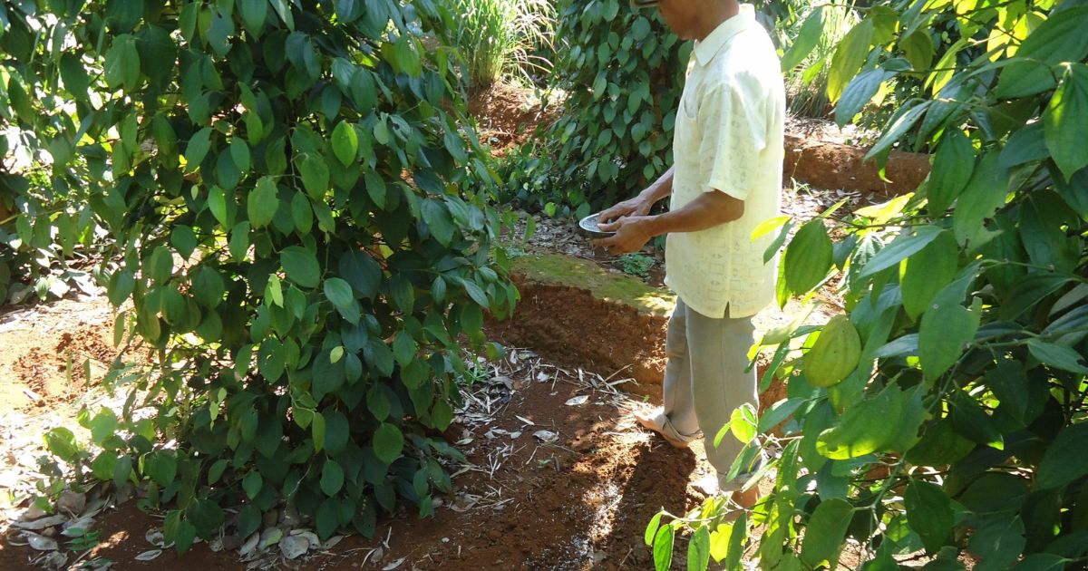 Cách bón vôi cho cây tiêu kết hợp phân bón và chế phẩm sinh học Cách bón vôi cho cây tiêu kết hợp phân bón và chế phẩm sinh học
