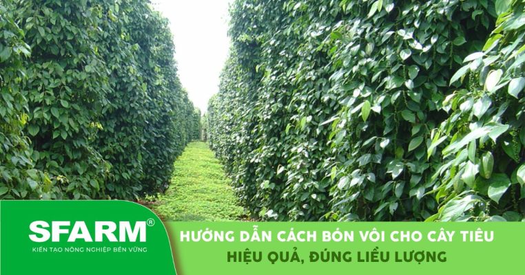 Cách bón vôi cho cây tiêu đúng liều lượng