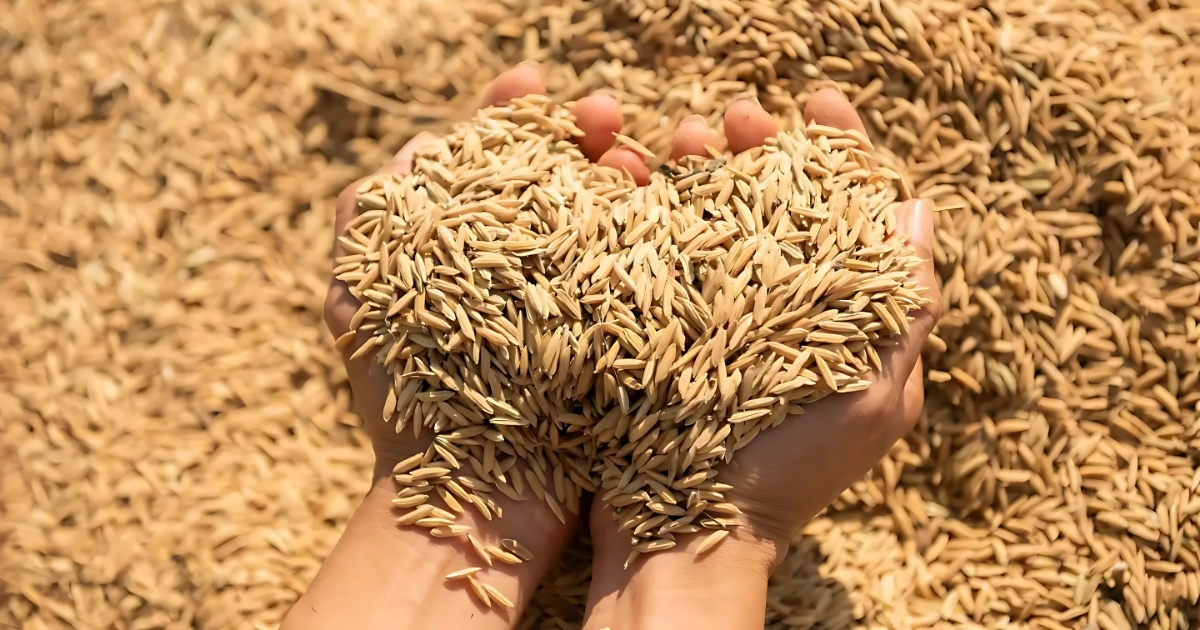 Trồng nầm bằng vỏ trấu giúp tiết kiệm chi phí