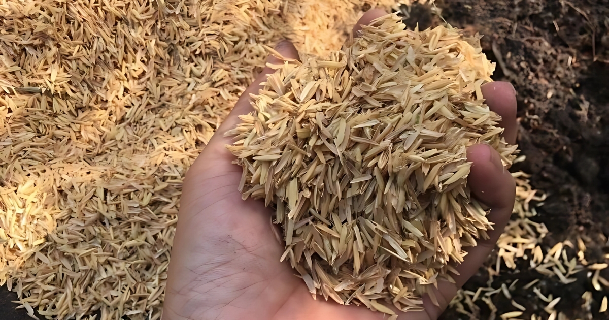 Trồng nấm bằng vỏ trấu có nhiều lợi ích