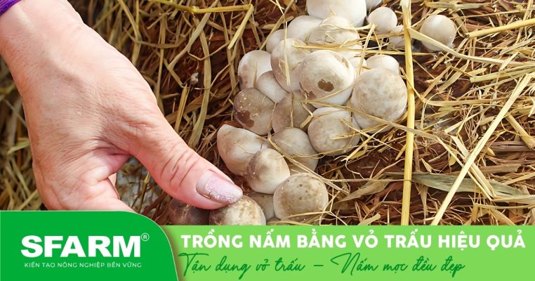 Vỏ trấu giúp giữ nhiệt và dưỡng ẩm cho nấm.