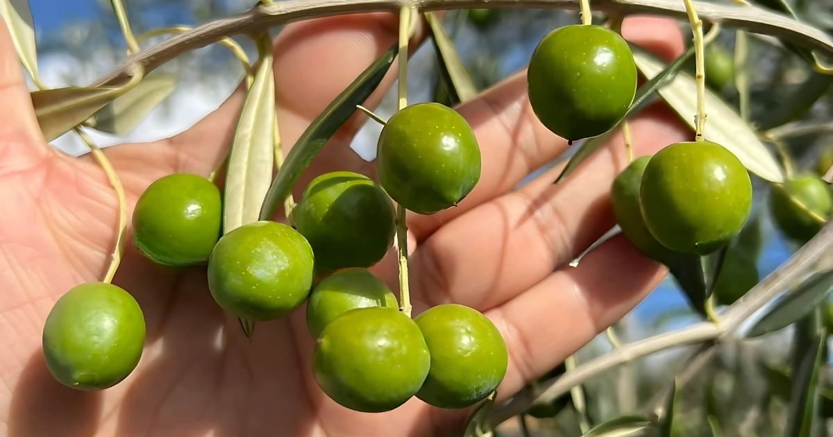 Đặc điểm của trái ô liu