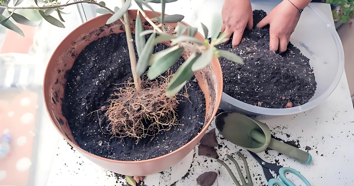 Cách trồng và chăm sóc cây ô liu ra trái đẹp