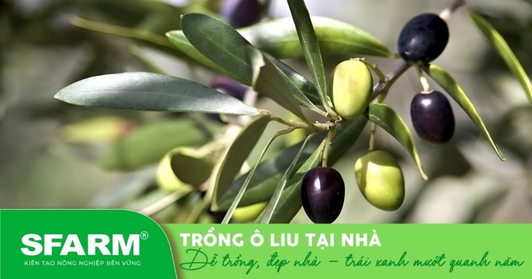 Cây ô liu phát triển khỏe mạnh trong chậu đặt ban công.