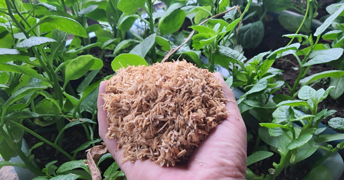 Lợi ích của việc sử dụng vỏ trấu trồng rau