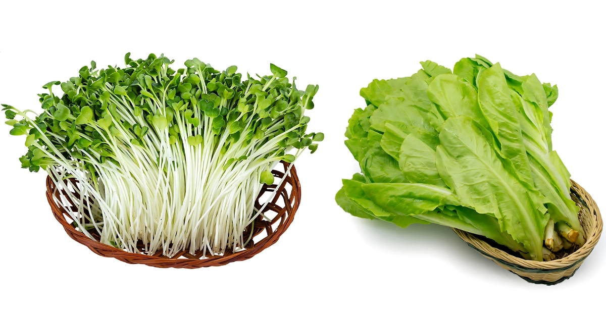 Rau mầm, xà lách thích hợp với môi trường trồng bằng vỏ trấu