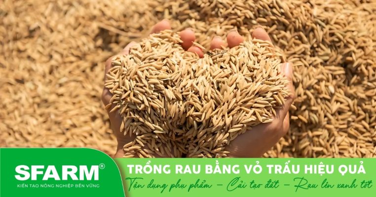 Vỏ trấu – nguyên liệu hữu cơ được tận dụng để cải thiện đất, giúp trồng rau hiệu quả và thân thiện với môi trường.