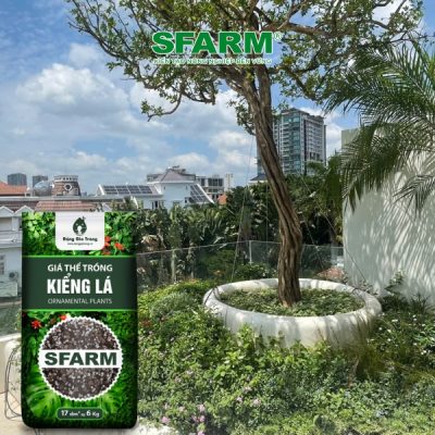 khach hang sfarm canh quan 2