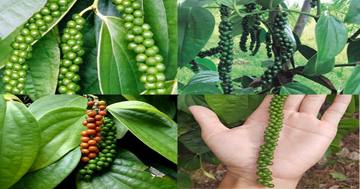 Giới thiệu về cây hồ tiêu và các giống tiêu phổ biến