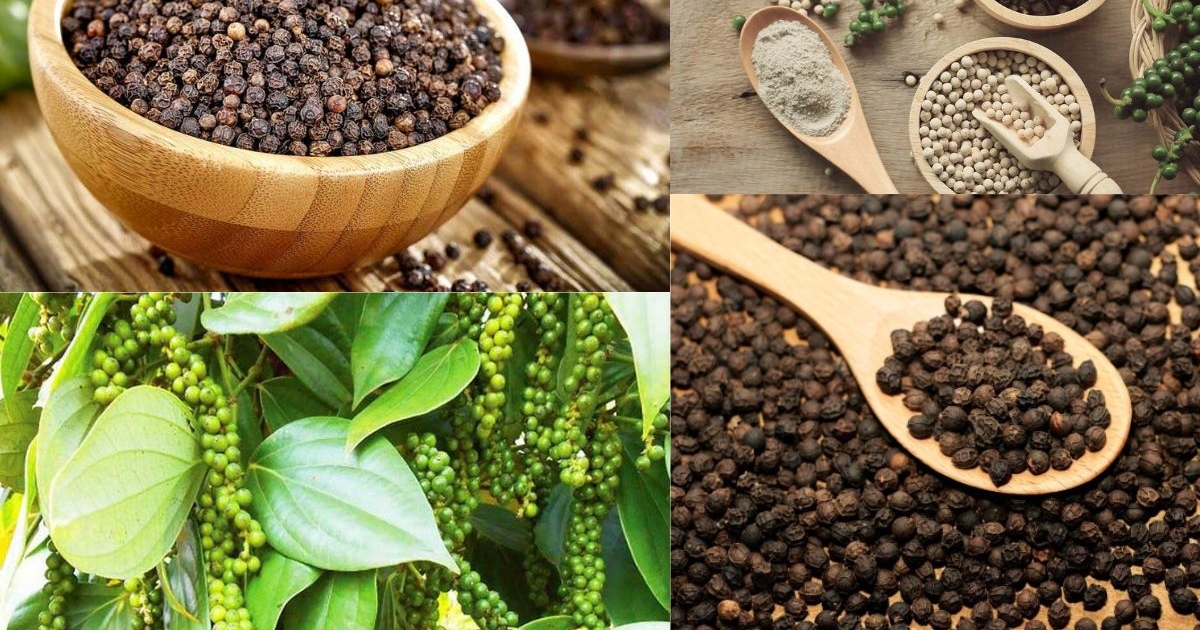 Thu hoạch và bảo quản hồ tiêu đúng kỹ thuật