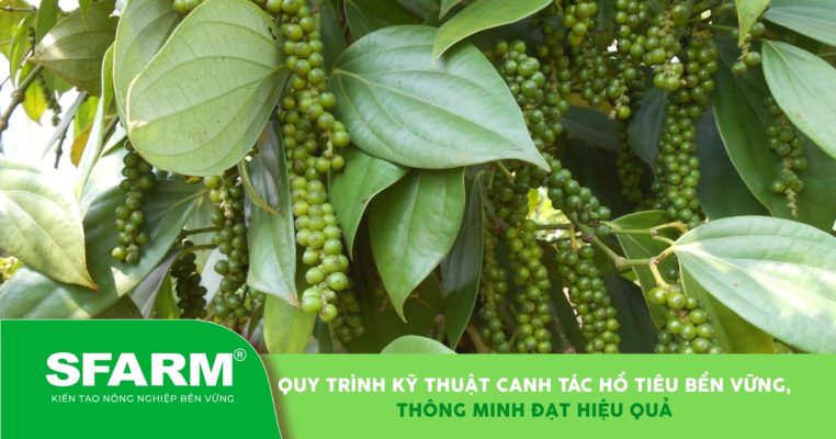 Quy trình kỹ thuật canh tác hồ tiêu bền vững, thông minh