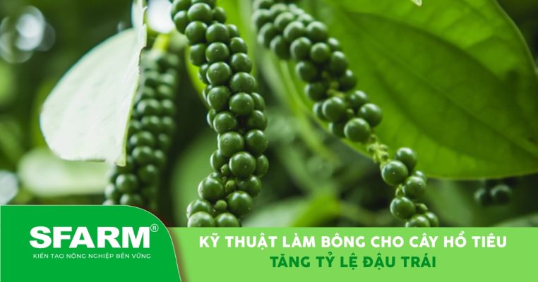 Kỹ thuật làm bông cho cây hồ tiêu