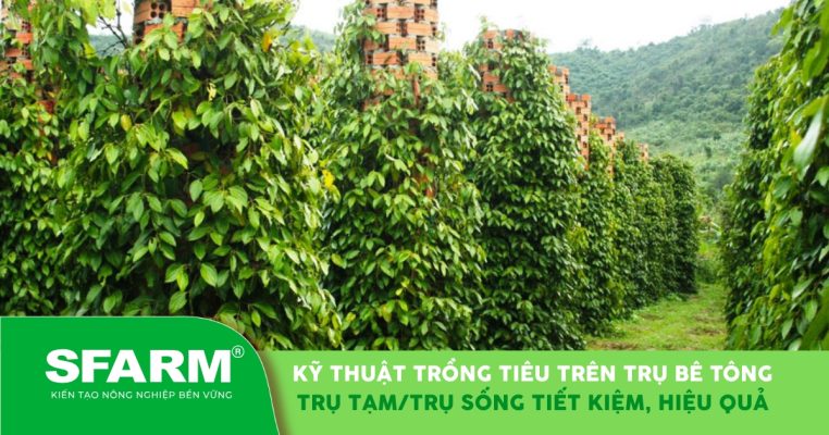 Kỹ thuật trồng tiêu trên trụ bê tông tiết kiệm, hiệu quả