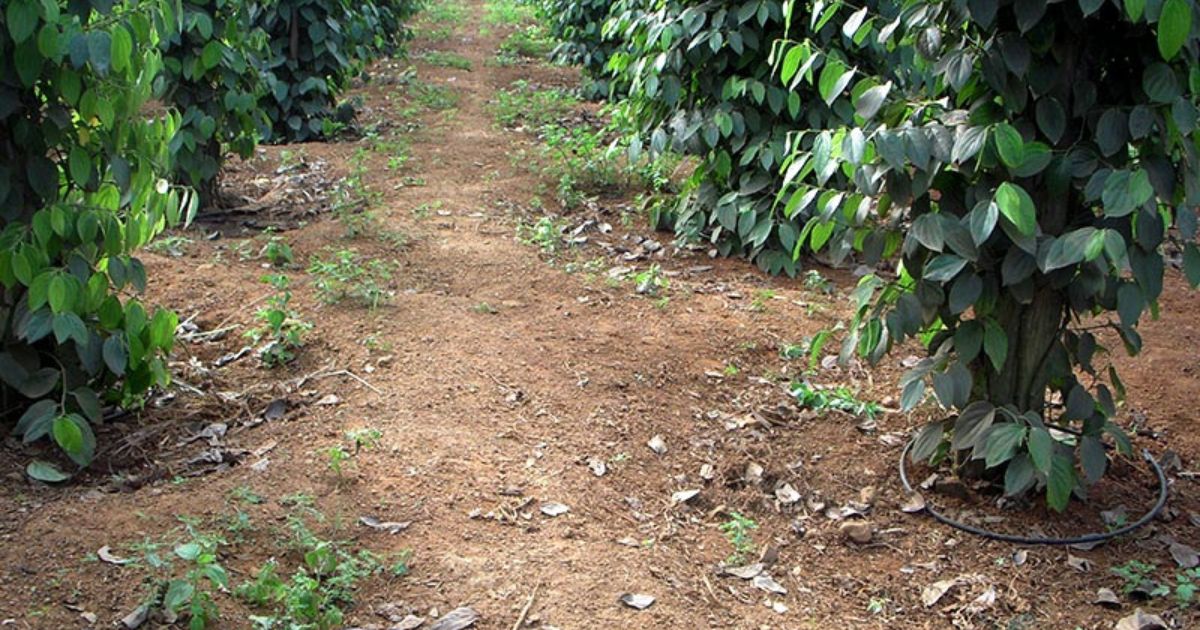 Các nền tảng cần chuẩn bị khi làm bông Các nền tảng cần chuẩn bị khi làm bông