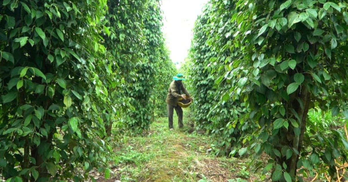 Bổ sung dinh dưỡng đúng, đủ trong thời gian làm bông Bổ sung dinh dưỡng đúng, đủ trong thời gian làm bông