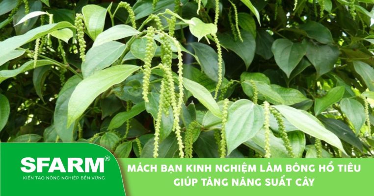 Kinh nghiệm làm bông cho hồ tiêu hiệu quả
