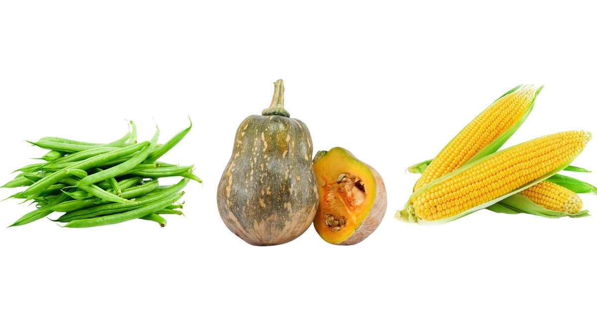 Các loại cây đậu, bí gieo hạt giúp rễ bén nhanh, cây khỏe mạnh