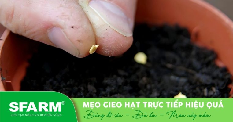 Gieo hạt trực tiếp xuống đất trồng giúp tiết kiệm công đoạn ươm và đảm bảo hạt nảy mầm tự nhiên.