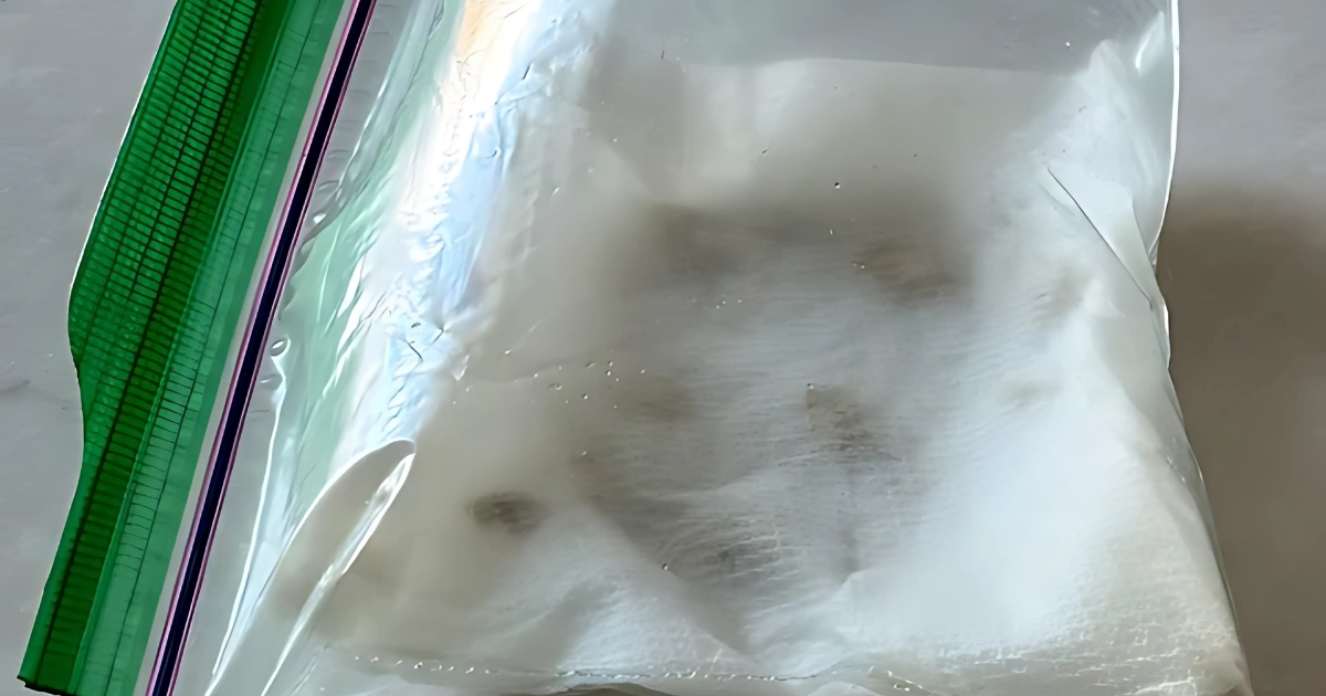 Ươm hạt bằng khăn giấy sau đó đặt vào túi ziplock để giữ ẩm