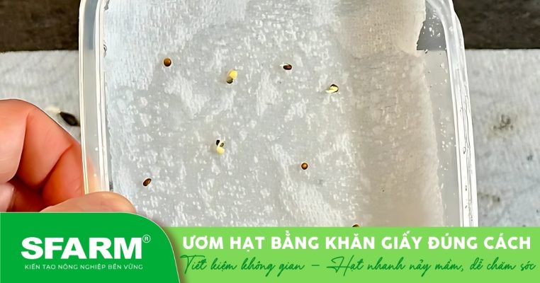 Ươm hạt bằng khăn giấy giúp hạt nảy mầm nhanh, dễ theo dõi quá trình phát triển ban đầu.