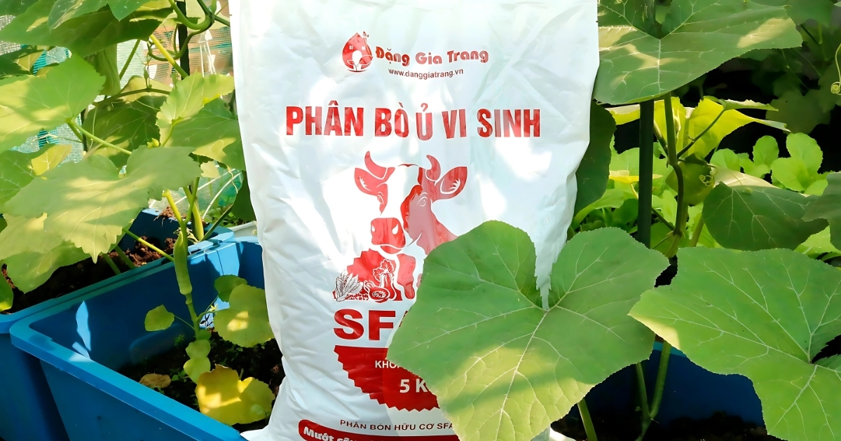 Phân bò ủ vi sinh SFARM