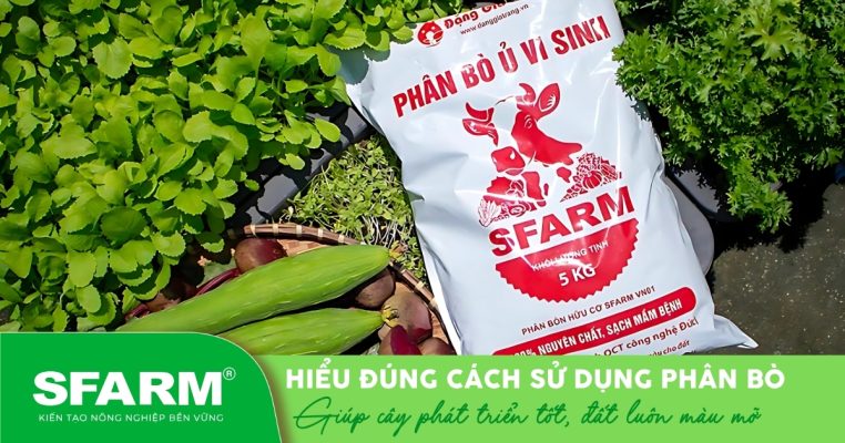 Phân bò ủ vi sinh SFARM – lựa chọn an toàn trong cách sử dụng phân bò cho đất tơi xốp, cây phát triển khỏe.